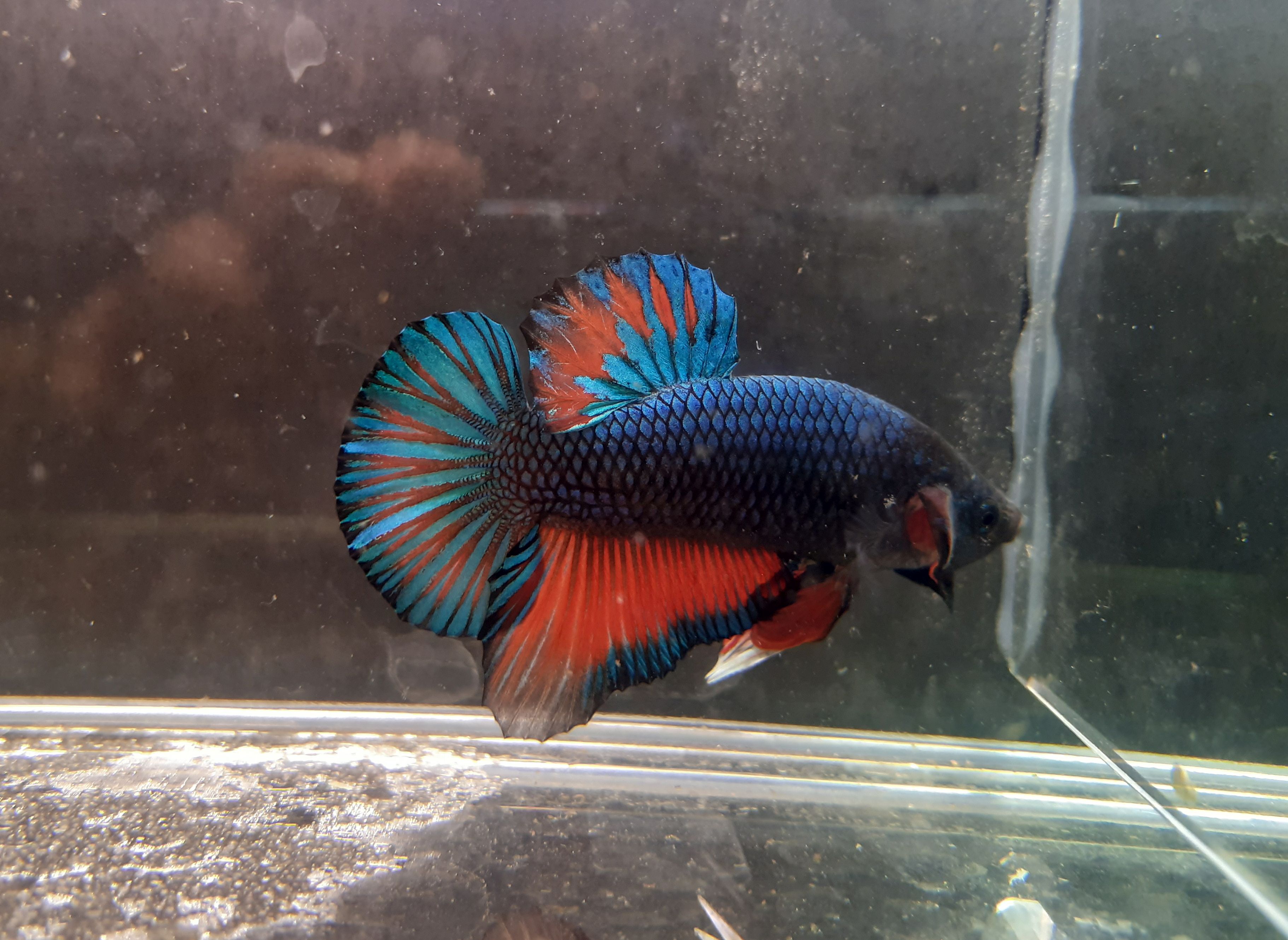 g (35)