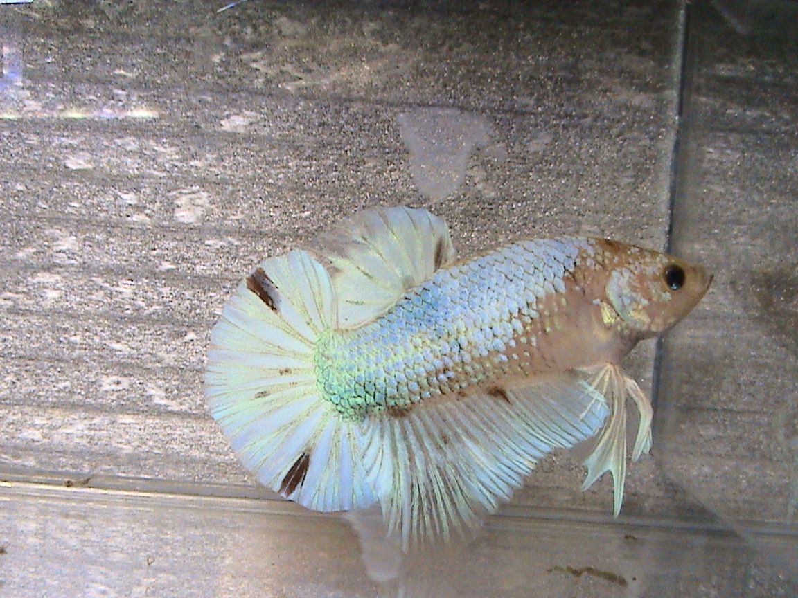 k (11)