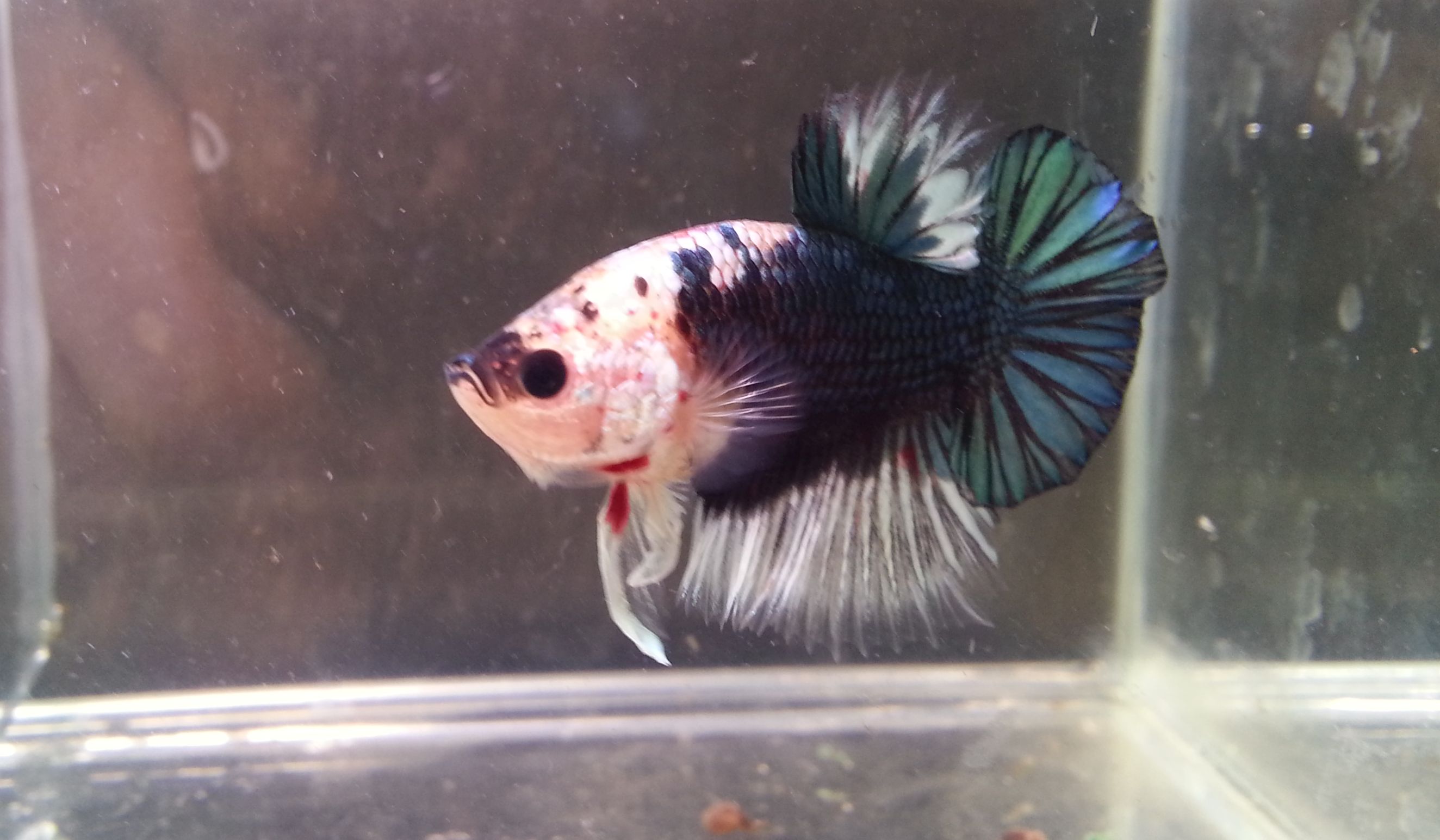 p (38)